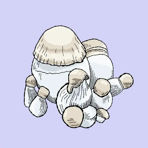 albino-blue-vuitton-growkit-shroomsupply miniaturka