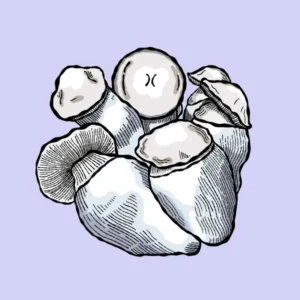 jack-rabbit-growkit-shroomsupply min