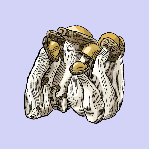 melmak-growkit-shroomsupply miniaturka