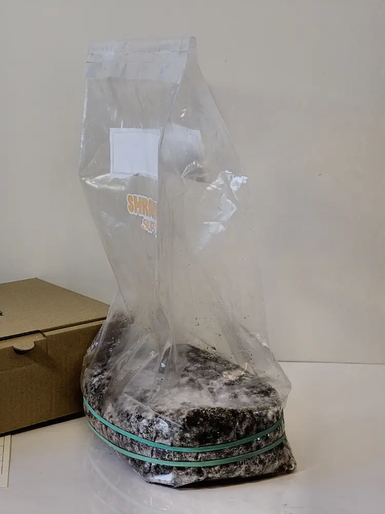 Growkit Grzybów Psylocybinowych Golden Teacher 