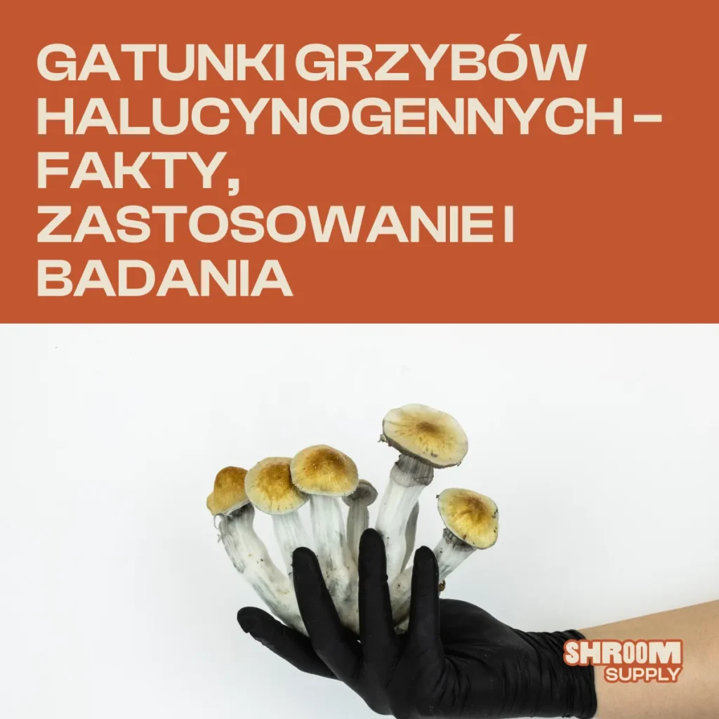 GATUNKI GRZYBÓW HALUCYNOGENNYCH – FAKTY, ZASTOSOWANIE I BADANIA
