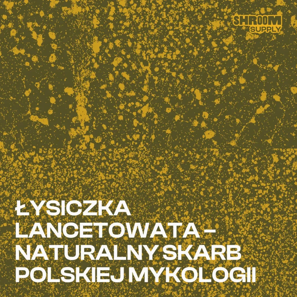 ŁYSICZKA LANCETOWATA – NATURALNY SKARB POLSKIEJ MYKOLOGII