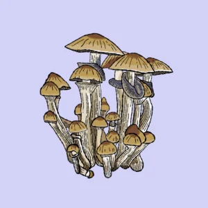 cambodian growkit psilocybe cubensis shroomsupply