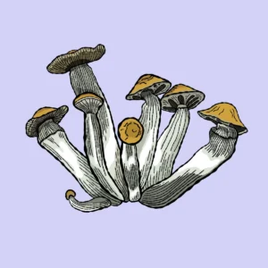 golden teacher growkit psilocybe cubensis shroomsupply