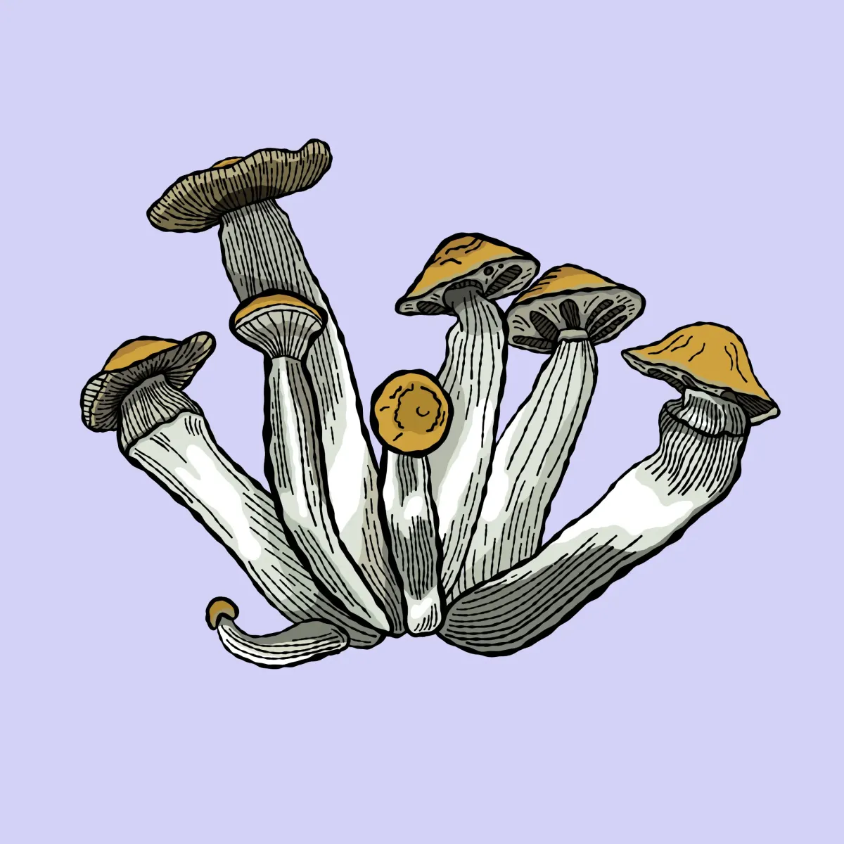 golden teacher growkit psilocybe cubensis shroomsupply