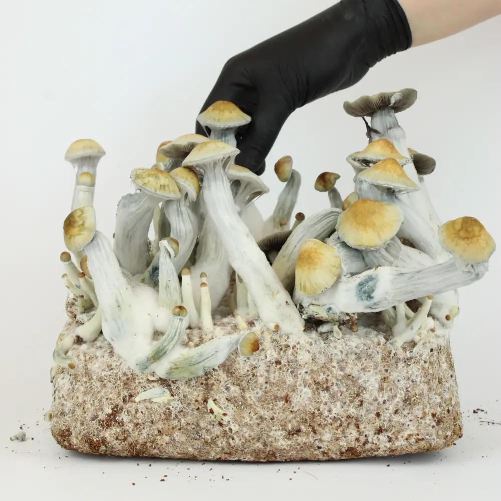 Grzyby Psylocybinowe Golden Teacher