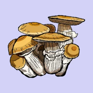 hillbilli pumpkin growkit psilocybe cubensis shroomsupply