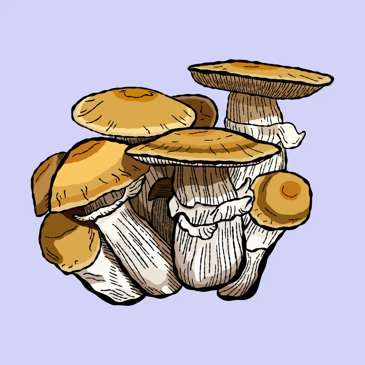 hillbilli pumpkin growkit psilocybe cubensis shroomsupply