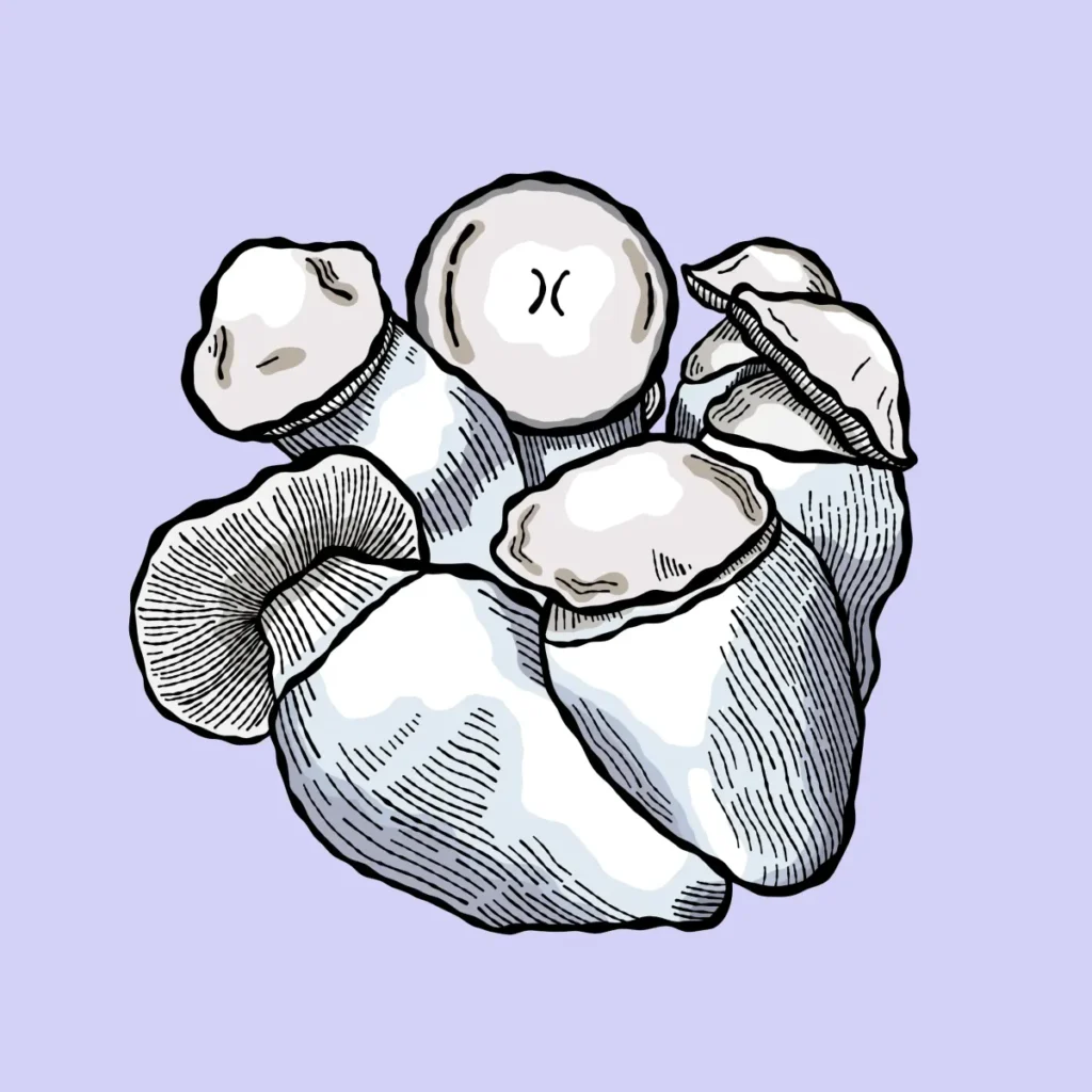 jack rabbit growkit psilocybe cubensis shroomsupply