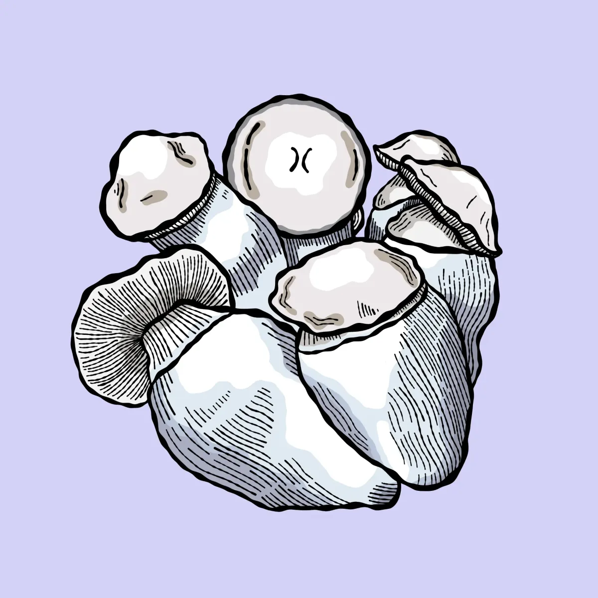 jack rabbit growkit psilocybe cubensis shroomsupply