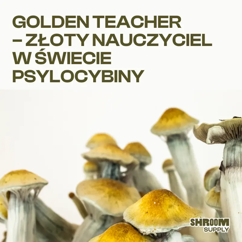 Golden Teacher - opis
