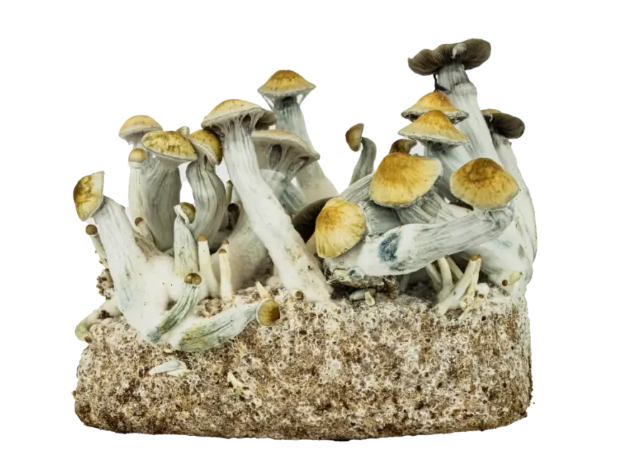 GOLDEN TEACHER GROWKIT