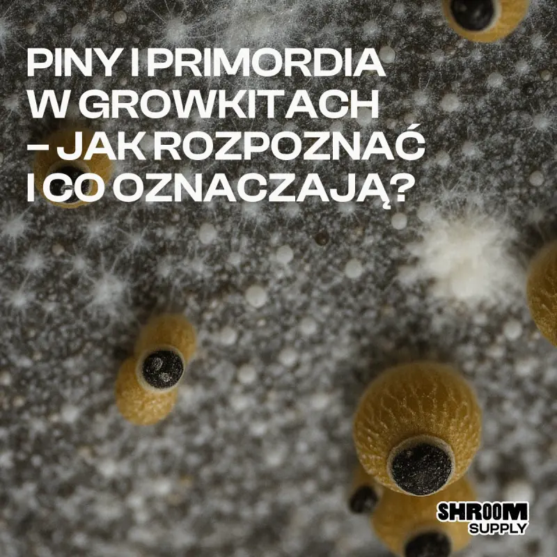 piny I primordia