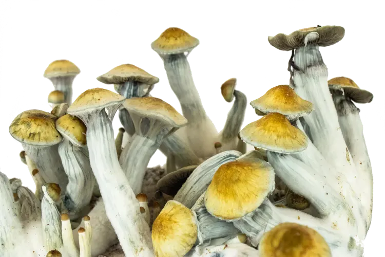golden teacher grzyby psilocybe cubensis growkit golden teacher grzyby psylocybinowe
