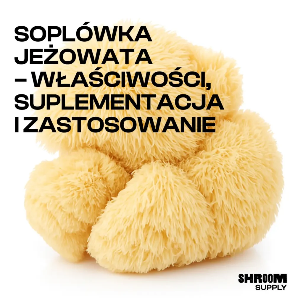 soplówka jeżowata