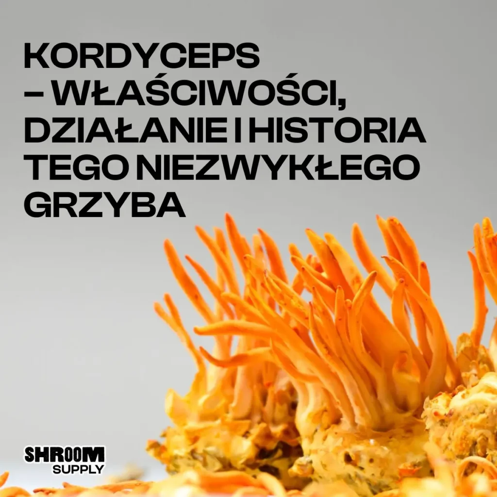 KORDYCEPS – WŁAŚCIWOŚCI, DZIAŁANIE I HISTORIA TEGO NIEZWYKŁEGO GRZYBA