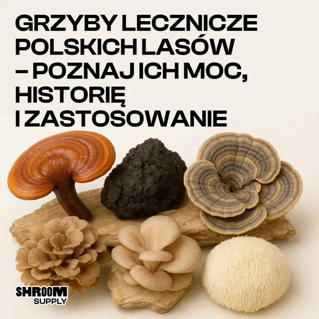 GRZYBY-LECZNICZE-POLSKICH-LASÓW-–-POZNAJ-ICH-MOC_-HISTORIĘ-I-ZASTOSOWANIE