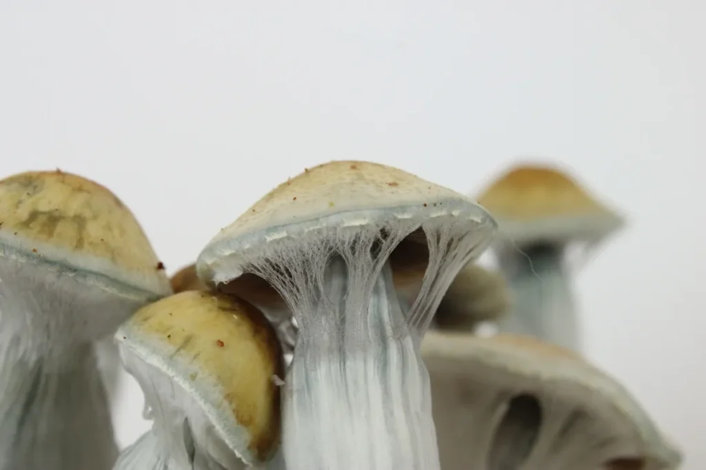 Golden Teacher zasnówka