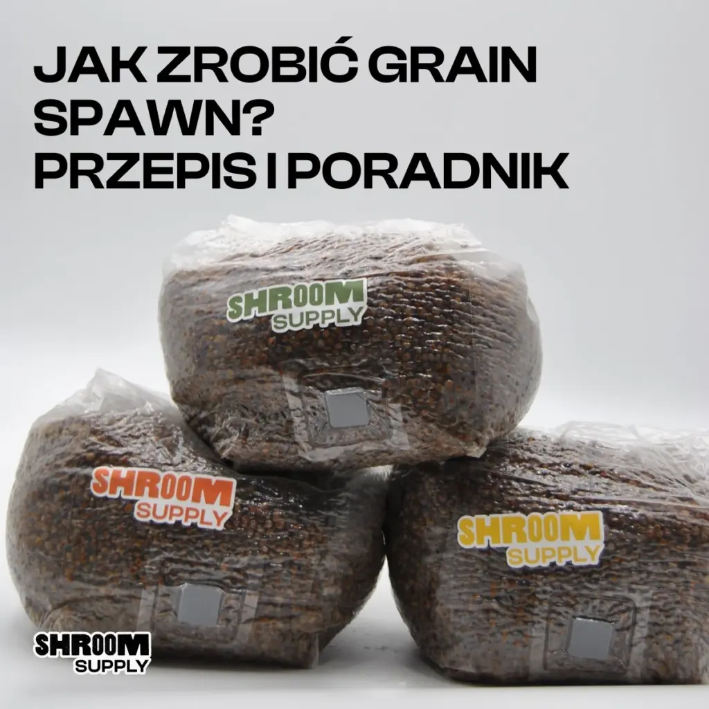 Jak zrobić grain spawn - 3 worki z wysterylizowanym ziarnem ShroomSupply