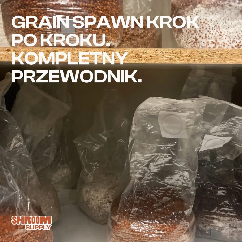 grain spawn golden teacher