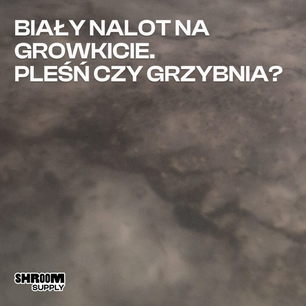 grzybnia na growkicie